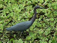 Kleiner Blaureiher