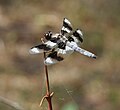 Libellula forensis.