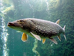 Esox lucius (Esociformes)