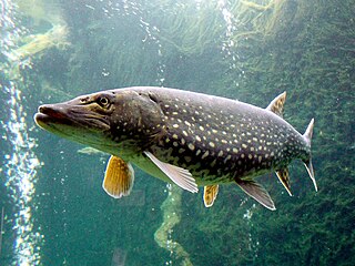 grand brochet (Esox lucius).