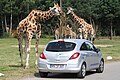 Serengeti-Park in Hodenhagen