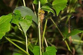 Gynacantha bayadera Wikimedia