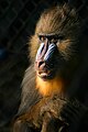 Mandrill (Mandrillus sphinx, Cercopithecidae)