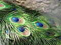 Image 46The brilliant iridescent colours of the peacock's tail feathers are created by Structural coloration. (from Animal coloration)