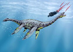 Plesiosaurus guilelmiimperatoris, nu Seeleyosaurus guilelmiimperatoris