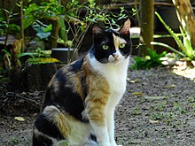 Calico cat