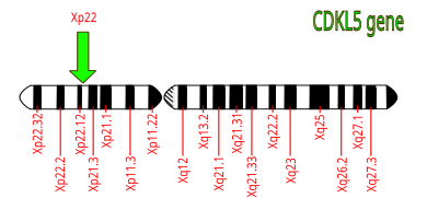 CDKL5 in X-chromosome