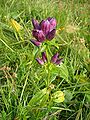 Ungarischer Enzian (Gentiana pannonica)