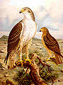 Ilustracija prugastog orla iz 1905.