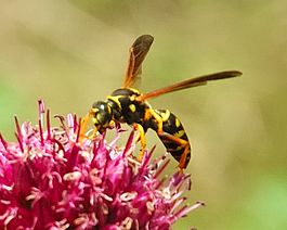 Polistes chinensis