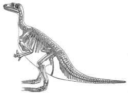 Iguanodon bernissartensiksen luuranko (Meyers encyclopedia, 1890).