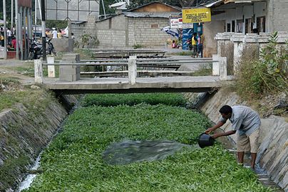 川で栽培されるヨウサイ