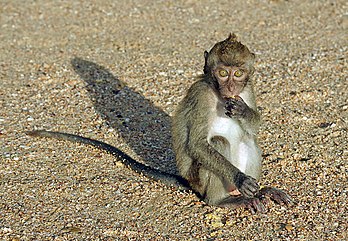 Un macaque crabier (Macaca fascicularis), photo prise à Ao Nang beach, plage de la ville de Krabi, en Thaïlande. (définition réelle 2 400 × 1 660)