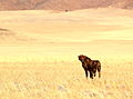 Cheetah release, Sossusvlei