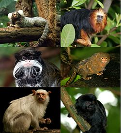 Større slægter: Callithrix, Leontopithecus, Saguinus, Cebuella, Mico, Callimico.