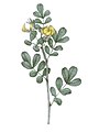 Scorpion Senna (Coronilla emerus) from Dictionaire des plantes suisses 1853