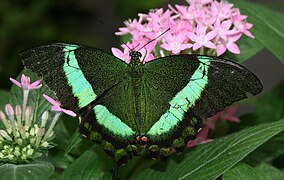Emerald Swallowtail (Papilio palinurus), Metro Toronto Zoo