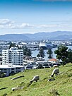 View from Mount Maunganui