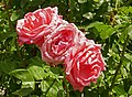 Rose 'Queen Elisabeth'