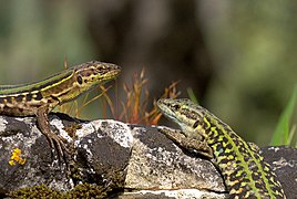 Due individui, un maschio a destra e una femmina a sinistra, su roccia.