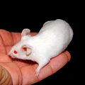 Image 3 A mouse in the hand is worth two in the bush (from Template:Transclude files as random slideshow/testcases/2)