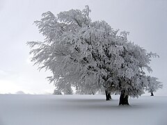 en un árbol