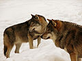 Lubos (Canis lupus), en a familia Canidae.