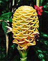 Zingiber spectabile cultivar Beehive.