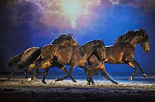 Groupe de chevaux vu de profil galopant