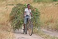 Tanzanyalı çocuk, bisikletle ailesi için hayvanlarına yem götürürken.