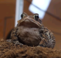 5 year old female American toad.