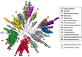 Image 41Phylogenetic tree representing bacterial OTUs from clone libraries and next-generation sequencing. OTUs from next-generation sequencing are displayed if the OTU contained more than two sequences in the unrarefied OTU table (3626 OTUs). (from Marine prokaryotes)