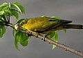 Burung muda makan di pokok Kekabu Kapok Ceiba pentandra in Kolkata, Bengal Barat, India.