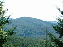 Cholomondas Mountain, Chalkidiki, Greece - Dense forest.jpg