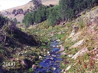 Ista obala potoka sa kratkim travama, s više drveća u pozadini – Obalno područje Cottonwood Creek tokom oporavka, 2000.