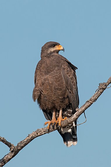 Common black hawk