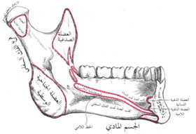 السطح الوسطي للنصف الأيسر من الفك السُفلي