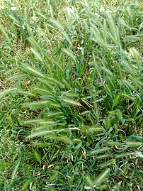 Une touffe d'Hordeum murinum jeune et verte.