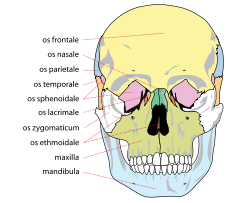 Ventral vy.