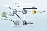 Revised Lineage lymphoid and myeloid flowchart.