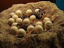 Ricostruzione di uova di Maiasaura peeblesorum nel proprio nido, Museo di Storia Naturale di Londra