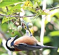 Photo couleur (gros plan) d'un oiseau (moitié bas de la photo), au plumage brun, blanc et noir, accroché par le bas à un rameau portant des fruits vert olive et de forme ovoïde.