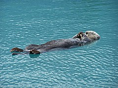 Loutre de mer (Enhydra lutris)