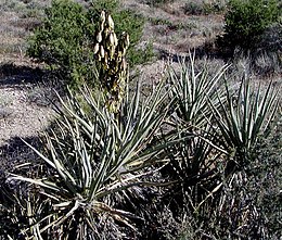 Uoginė juka (Yucca baccata)