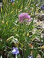 Allium pyrenaicum