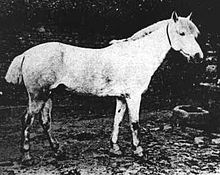 Vieille photo d'un cheval gris assez chétif, profil droit