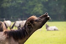  Flehmendes Wildpferd im Merfelder Bruch, Dülmen