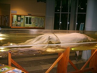 (?/?/2003) Giant squid on display at the Faculty of Marine Sciences, University of Vigo