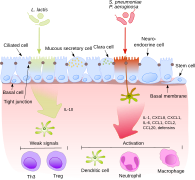 Commensals vs pathogens mechanism (svg)