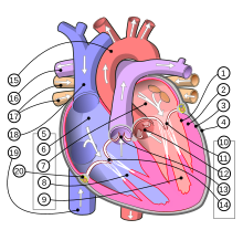 Diagram of the human heart (multilingual 2).svg